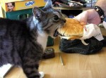 cat-eating-a-cheeseburger