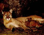 Puma-and-her-nursing-cub-in-the-Atlantic-Rainforest