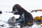 Sea-Otter-holding-her-baby-as-seen-near-Target-Rock-in-the-Morro-Bay-harbor-CA