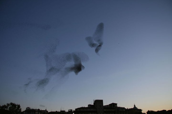 A-large-flock-of-European-Starlings-also-known-as-Common-Starlings-at-dusk-over-Rome-Italy