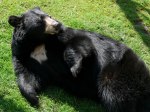 An-American-Black-Bear-Ursus-americanus-at-the-Grandfather-Mountain-Animal-Habitat
