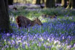 Inquisitive-Muntjac-in-the-bluebell-forest