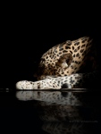 leopard-reflection-black